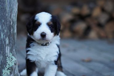 Mini Bernedoodle 