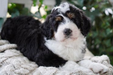 Tri Standard Bernedoodle 