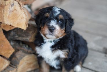 Mini Bernedoodle