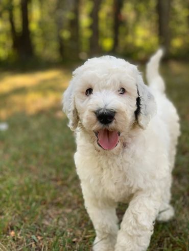 Sheepadoodle