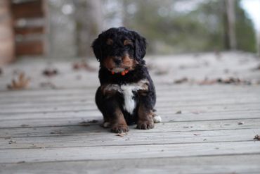 Mini Bernedoodle 
