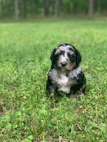 Mini Bernedoodle