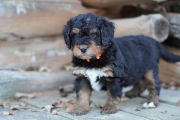 Mini Bernedoodle