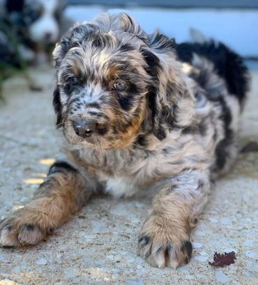 Bernedoodle