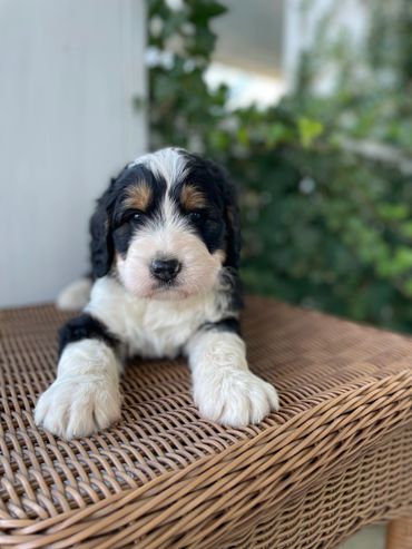 Tri Standard Bernedoodle