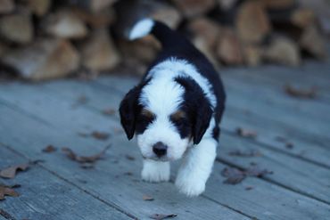 Mini Bernedoodle 