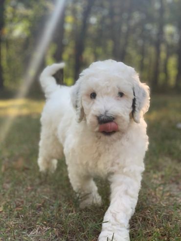 Sheepadoodle