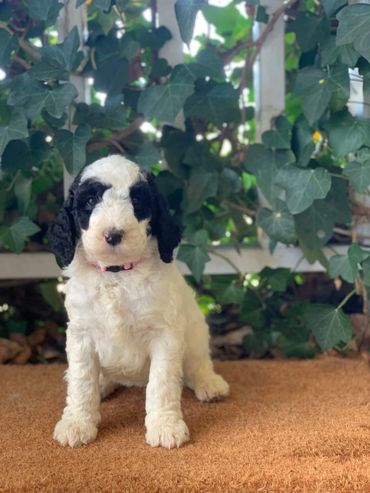 Sheepadoodle