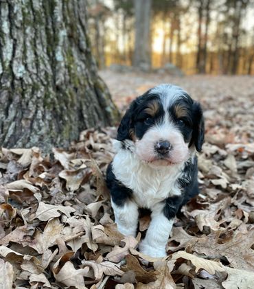 Tri Standard Bernedoodle