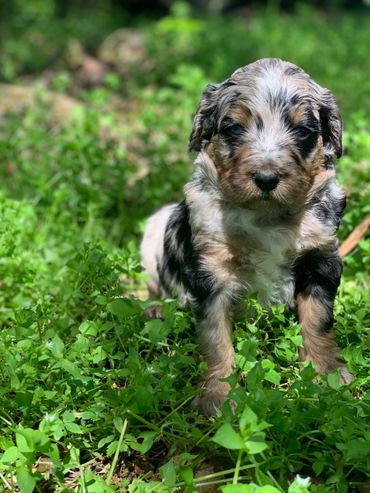 Mini Bernedoodle