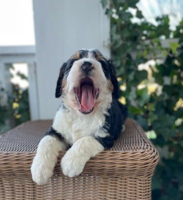 Tri Standard Bernedoodle