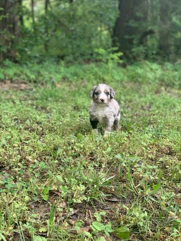 Mini Bernedoodle