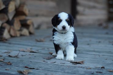 Tri Mini Bernedoodle 