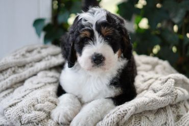 Tri Standard Bernedoodle