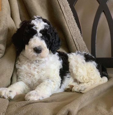 Sheepadoodle