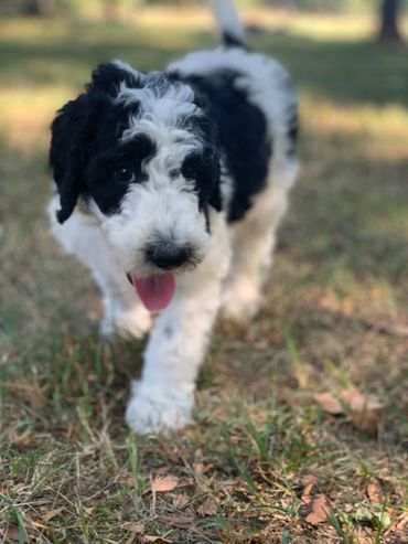 Sheepadoodle