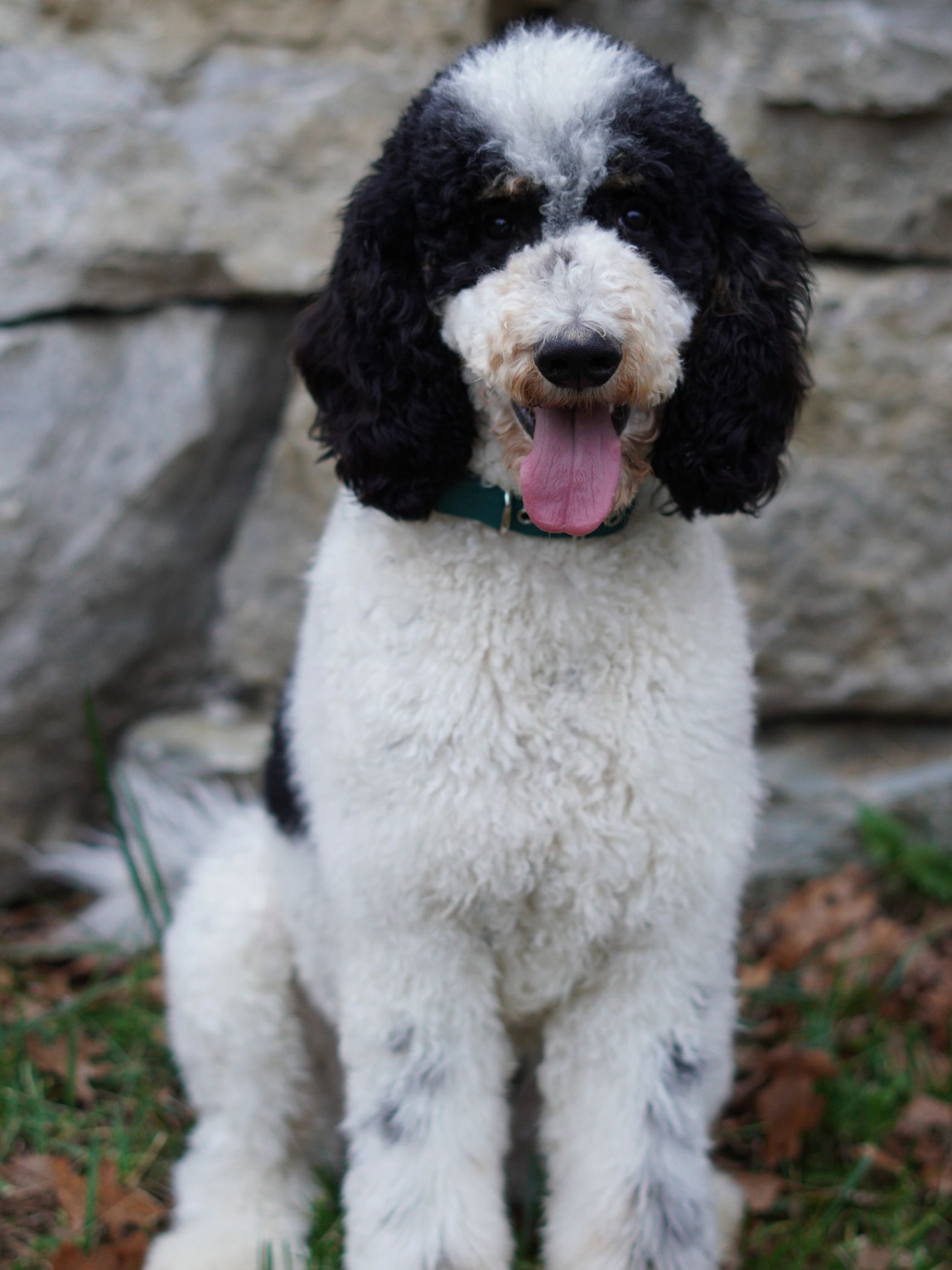 Tri AKC Standard Poodle Stud 