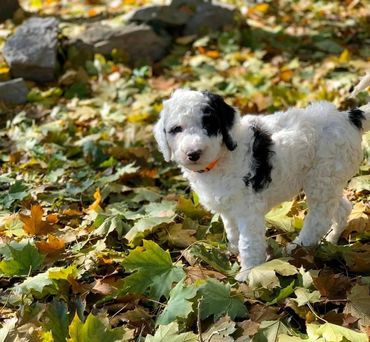 Sheepadoodle