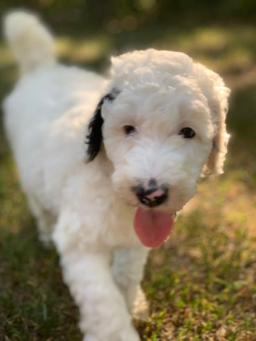 Sheepadoodle