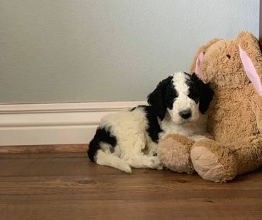 Sheepadoodle