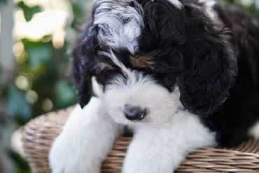 Tri Standard Bernedoodle