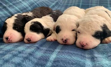 Sheepadoodle