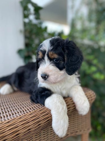 Tri Standard Bernedoodle