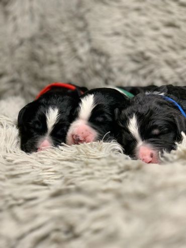 Tri Bernedoodle Puppies