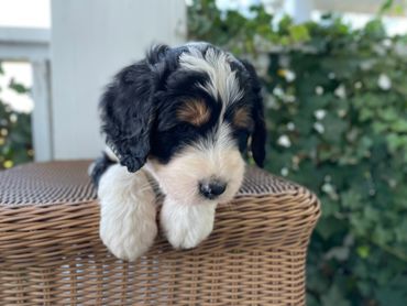 Tri Standard Bernedoodle