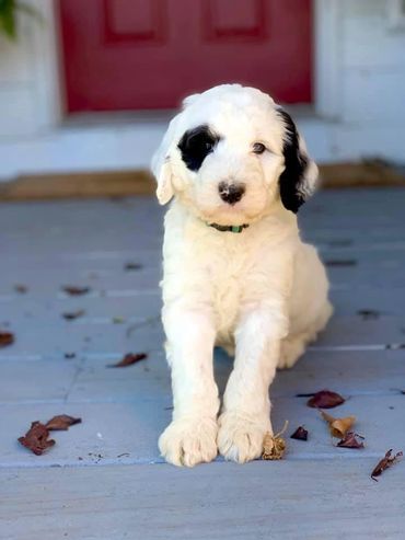 Sheepadoodle