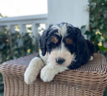 Tri Standard Bernedoodle