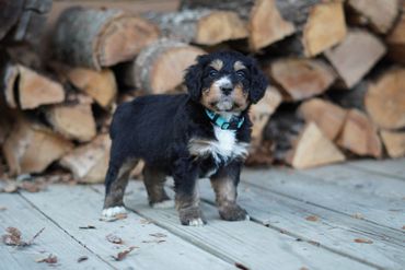 Mini Bernedoodle