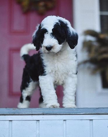 Sheepadoodle

