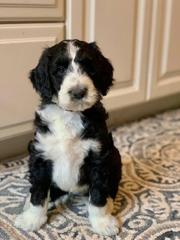 Sheepadoodle