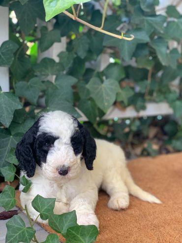 Sheepadoodle