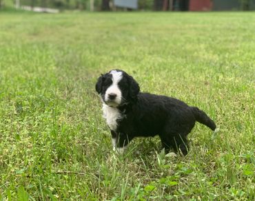 Mini Bernedoodle