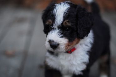 Tri Mini Bernedoodle Puppy 
