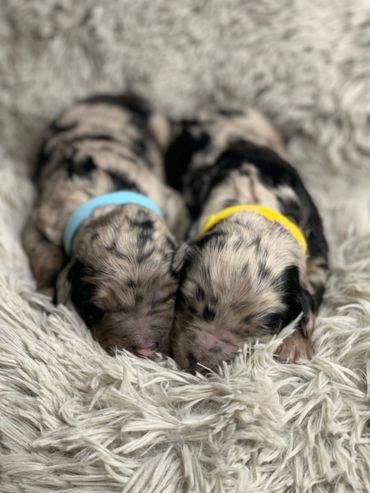 Bernedoodle Puppies