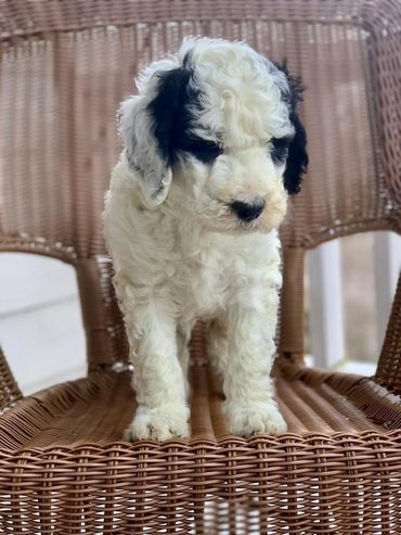 Sheepadoodle