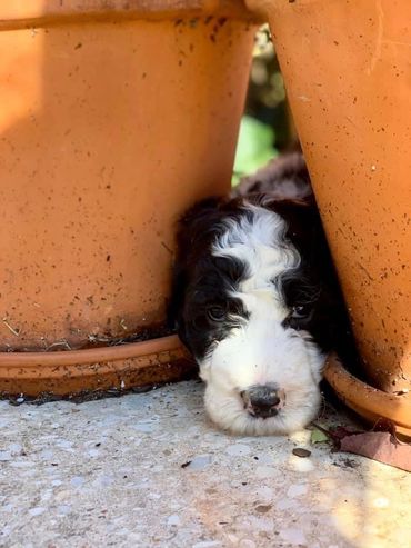 Sheepadoodle