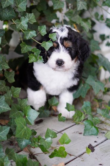 Tri Standard Bernedoodle