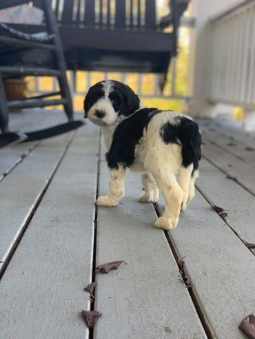 Sheepadoodle