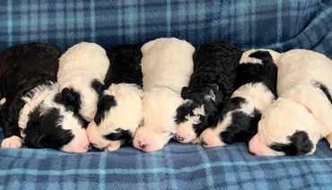 Sheepadoodle