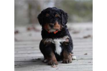 Bernedoodle Puppy Missouri 