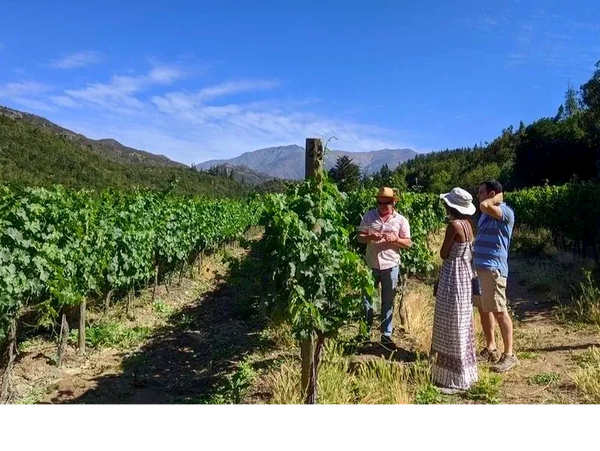Vineyard tour, blue sky, green vineyard, mountains in background
