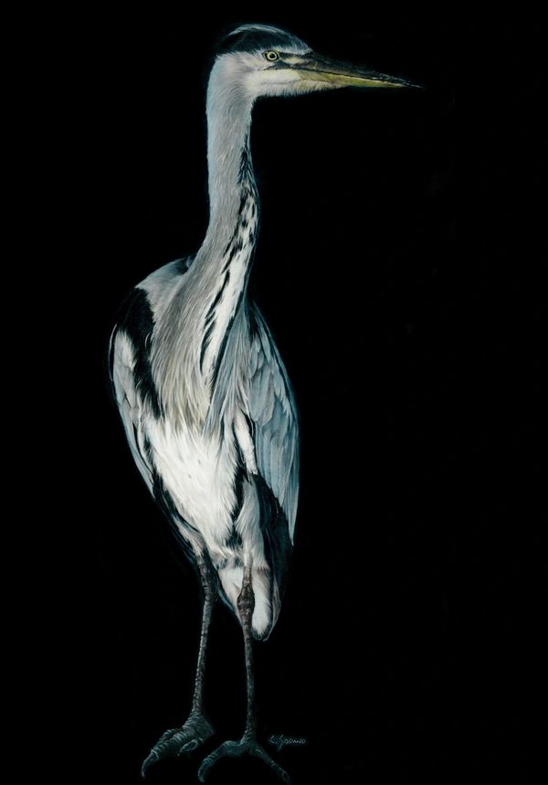 Nighttime Heron
18” x 26” Colored Pencil on Drafting Film
