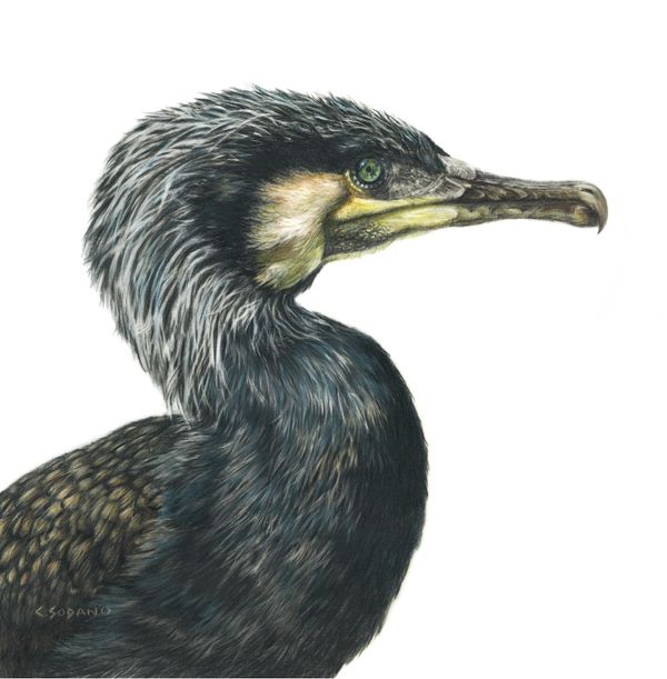 Cormorant Bird