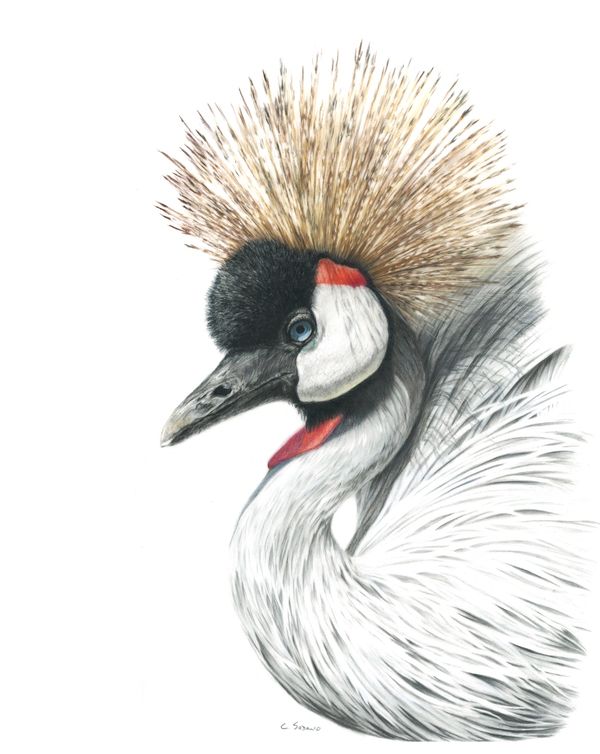 Grey Crowned Crane