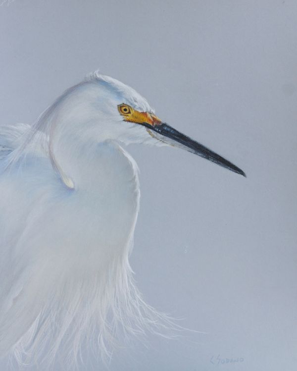 10 x 12 Egret Colored Pencil on Pastelmat