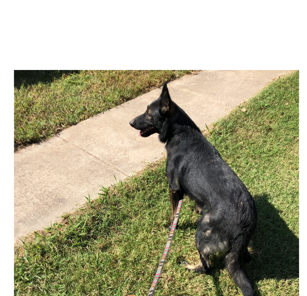 CHINO IS  A GREAT LOOKING BLACK SABLE WORKING DOG.HIS DADDY IS FULL CHEZK AND MOTHER HAS DDR LINES.H